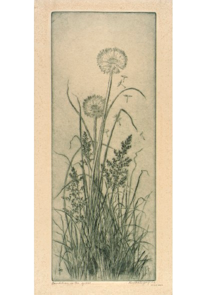 A vintage pencil illustration of dandelion seedballs