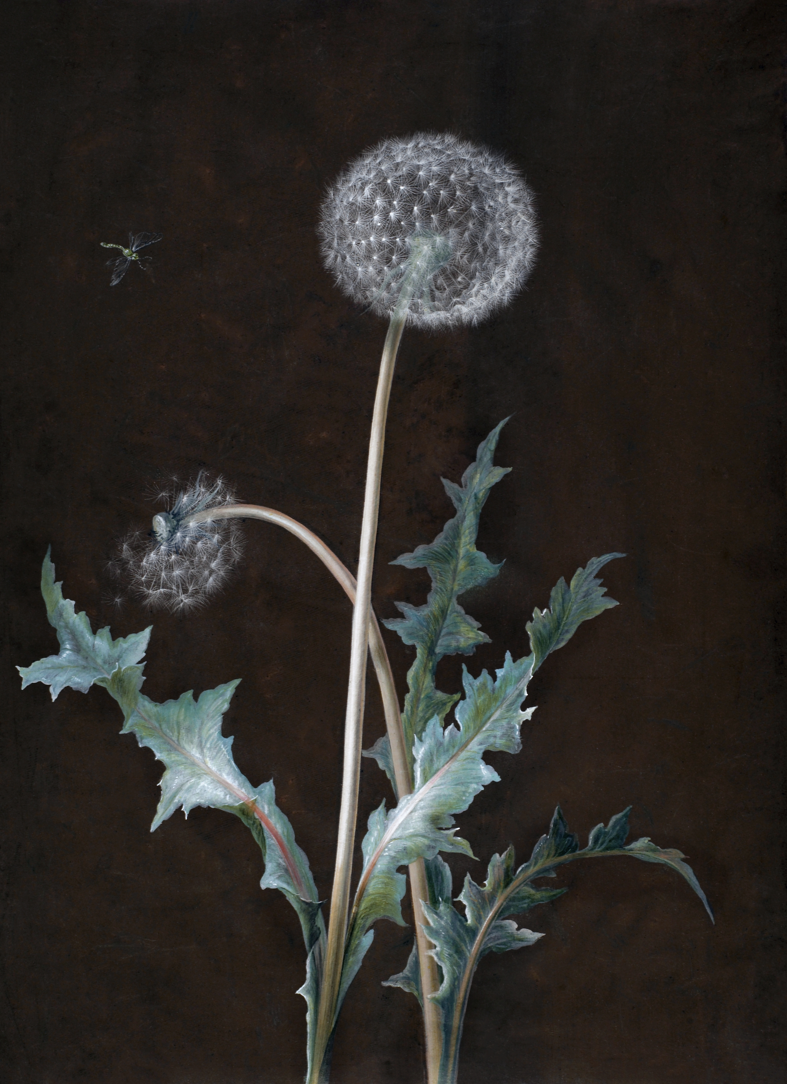 Vintage illustration of two dandelions gone to seed, one half blown away, with their leaves.