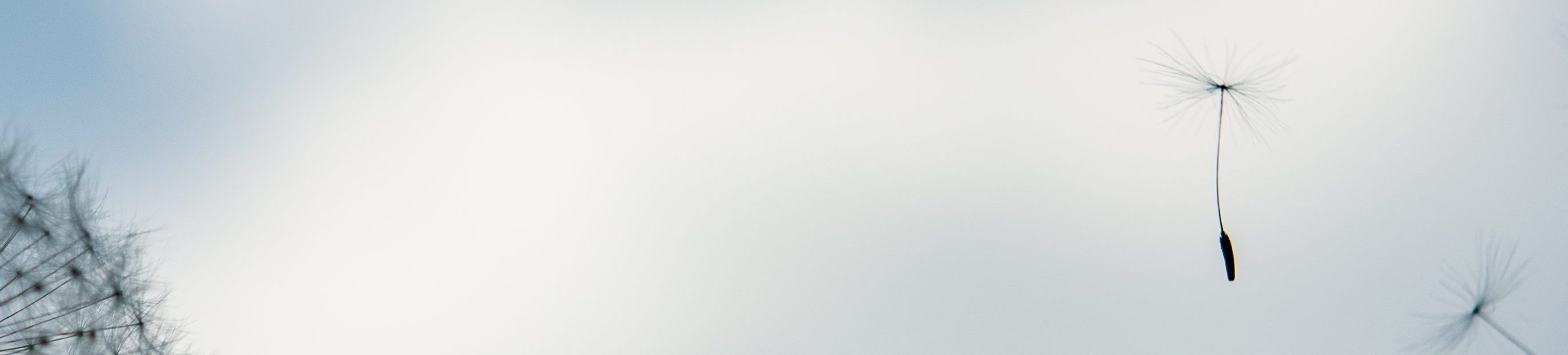 A photo of a dandelion seedball with seeds dispersing on the wind against a blue sky with white clouds