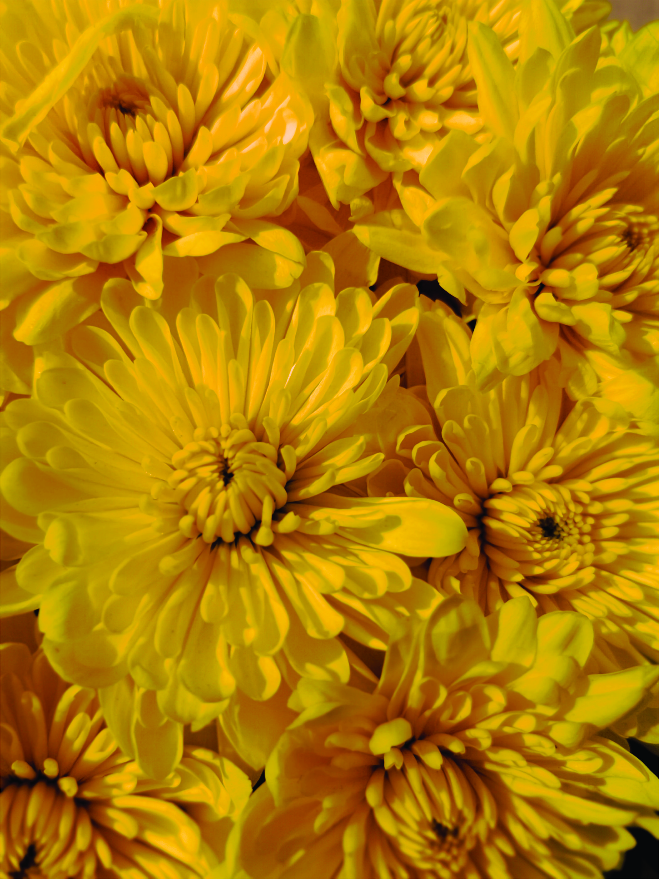 A macro photo of dandelion flower blooms