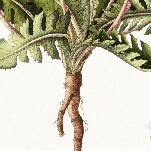Vintage illustration of a dandelion plant root with some of the greenery
